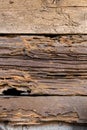 Termite damage wooden wall Royalty Free Stock Photo