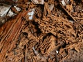 Termite damaged wood pile close up detail - construction pest control problem