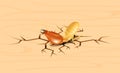 Termite, dead termites on crack wood background, dead termite on wood texture with destruction and damage concept, termites over