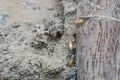 Termite eat old wood Royalty Free Stock Photo
