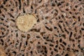 Termite and Termite eggs Royalty Free Stock Photo
