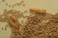 Termite Excrement and three termite. Royalty Free Stock Photo