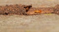 Termite hide in their tunnel Royalty Free Stock Photo