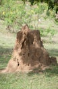 Termite hill