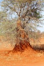 Termite hill African tree, Kalahari desert, Namibia Royalty Free Stock Photo