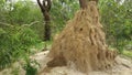 Termite hill at Bolon Mansarinko