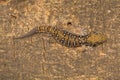 Termite hill geckos are fairly large geckos which bear distinct bands on their dorsum Royalty Free Stock Photo