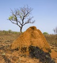 Termite hill in Madagacar central Royalty Free Stock Photo