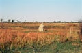 Termite hill, Okavango Delta, Botswana