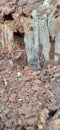 termite house on a beautiful tree