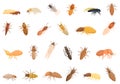 Termite icons set cartoon vector. Nature insect