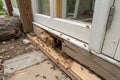 Termite infestation in timber framing, house renovation needed Royalty Free Stock Photo