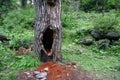 Tree infested by termites, Valley Of Flowers, Uttarkhand, India Royalty Free Stock Photo