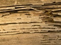 Termite infested wood close up. Royalty Free Stock Photo