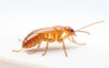 Termite insect isolated on a transparent background. Royalty Free Stock Photo