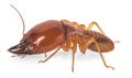 Termite isolated on white background