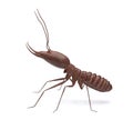 Termite on isolated whited background 3d illustration Royalty Free Stock Photo