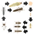 Termite life cycle