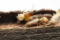 Termite macro.