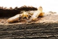 Termite macro.