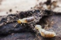 Termite macro