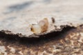 Termite macro