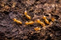 Termite Royalty Free Stock Photo