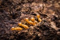 Termite Royalty Free Stock Photo