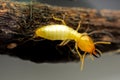 Termite macro