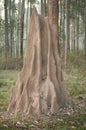 Termite mound Royalty Free Stock Photo