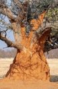 Termite mound around tree in Namibia, Africa. Royalty Free Stock Photo
