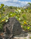 Termite Mound on Beach Dune