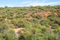 Termite Mound in Bushland Royalty Free Stock Photo