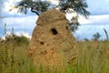 Termite mound dig up by anteater