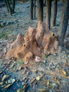 Termite mound in the forest Royalty Free Stock Photo