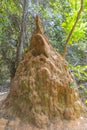 Termite Mound