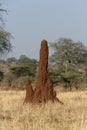 Termite mound,