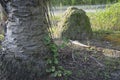 The termite mound-hill in at the wild. Royalty Free Stock Photo