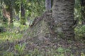 The termite mound-hill in at the wild. Royalty Free Stock Photo