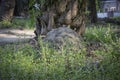 The termite mound-hill in at the wild. Royalty Free Stock Photo