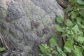 The termite mound-hill in at the wild. Royalty Free Stock Photo