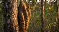 Golden Hour Illumination on a Termite Mound Adhering to a Tree Trunk in a Lush Forest Setting Royalty Free Stock Photo