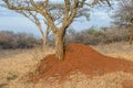 A termite mound isolated at the base of a tree Royalty Free Stock Photo