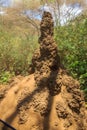 Termite mound in Lake Manyara National Park, Tanzania Royalty Free Stock Photo
