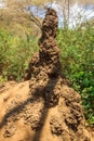 Termite mound in Lake Manyara National Park, Tanzania Royalty Free Stock Photo