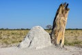 Termite Mound - Namibia Royalty Free Stock Photo