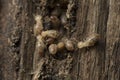 Termite and Termite mound on nature background. Royalty Free Stock Photo