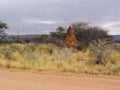 Termite mound of red earth in northern Namibia, Africa. Royalty Free Stock Photo