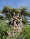 Termite mound