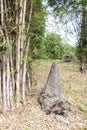 Termite mound or termite in bamboo forest green nature background. All termite is insects species build nests Royalty Free Stock Photo